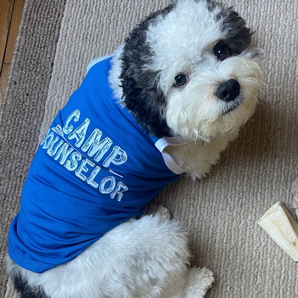 Bundle Small dog new puppy pet